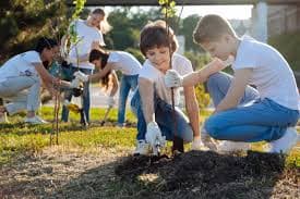 Tree Plantation Drive